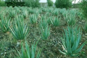supplier gel native aloe vera in Morocco